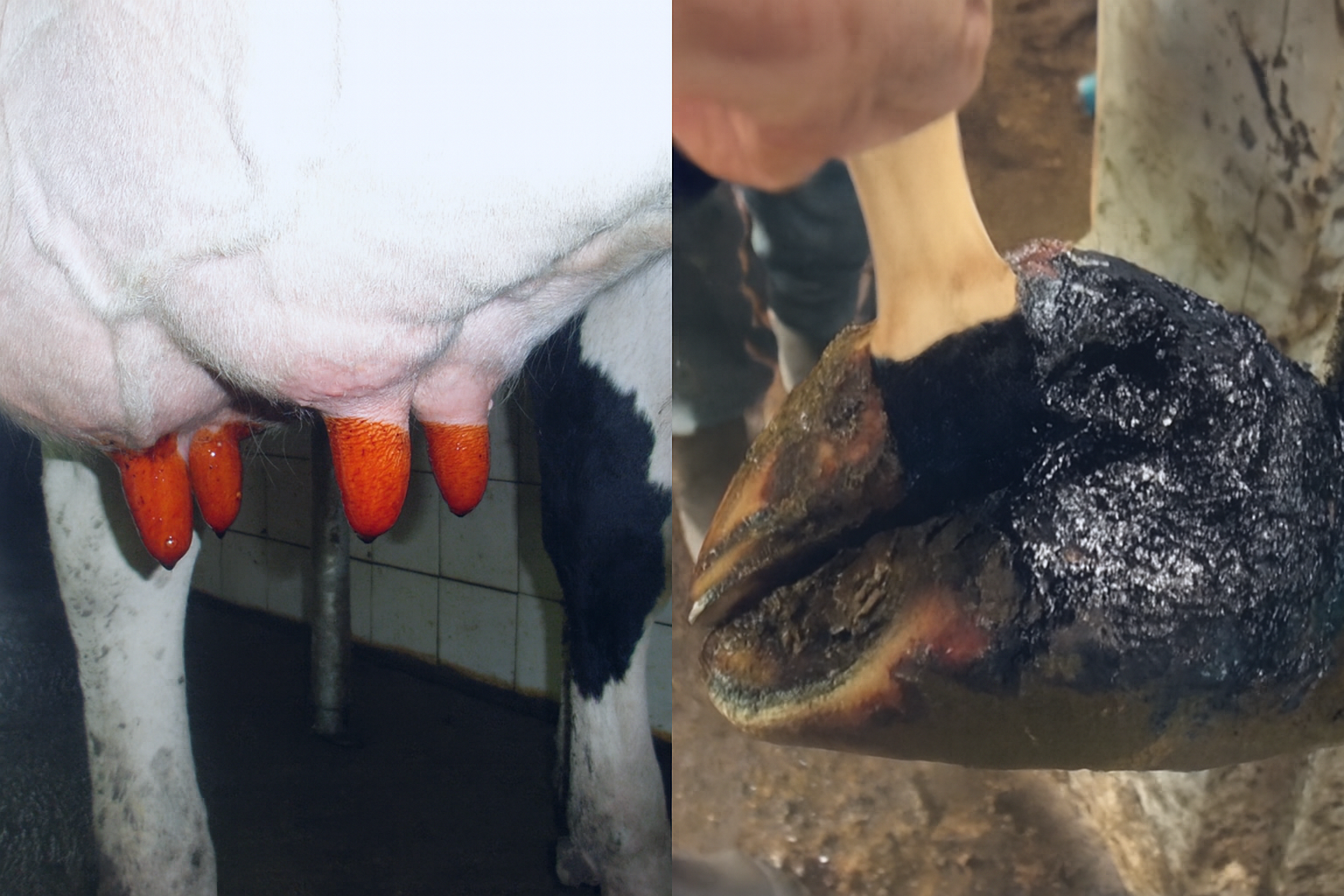 hygiène mamelle et sabot